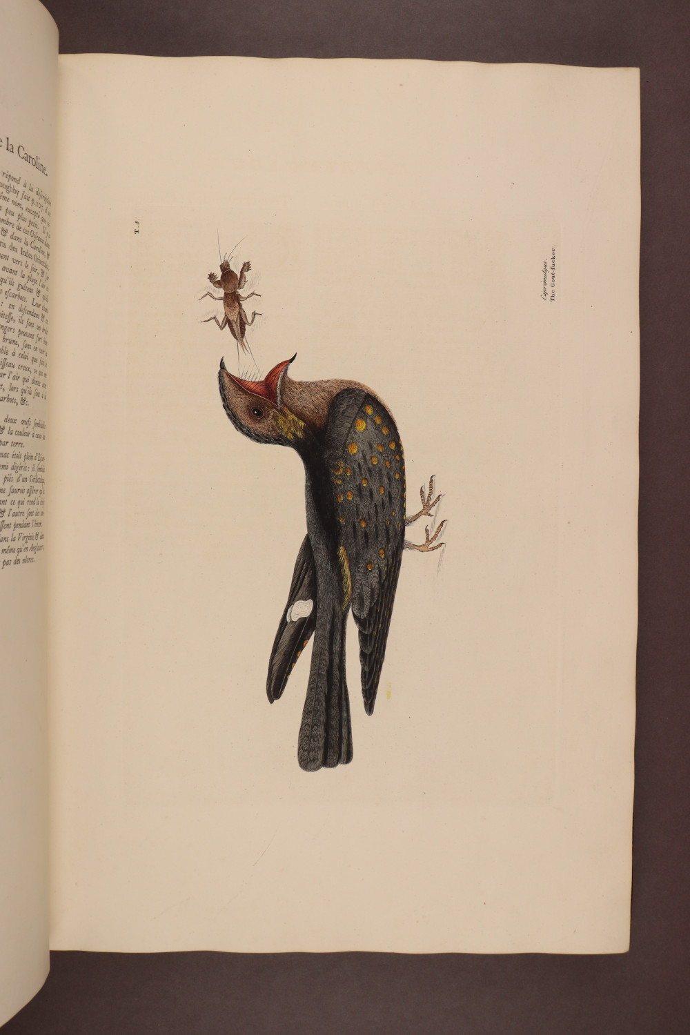 Plate 8